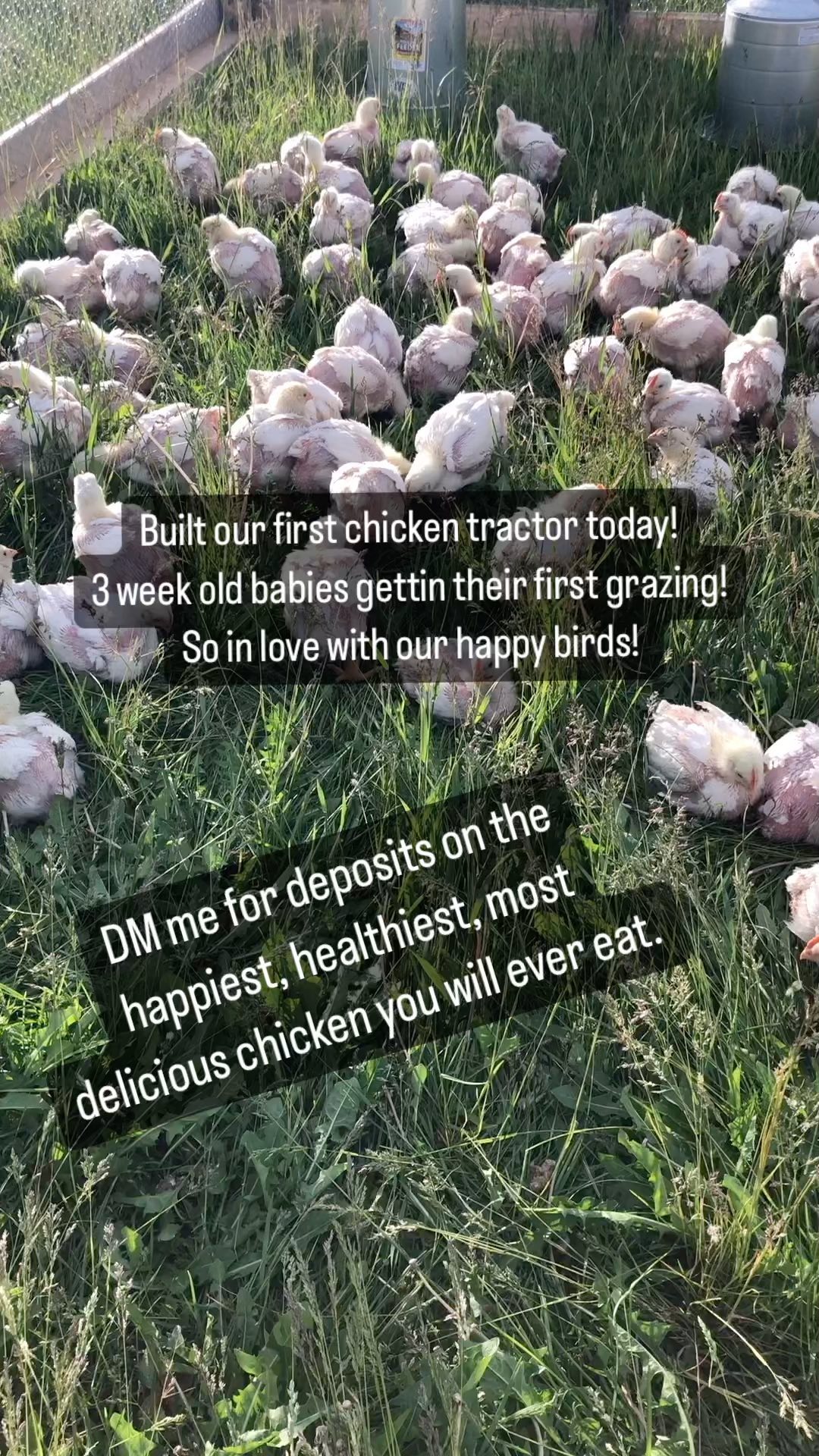 Thank you @foodanimalconcernstrust for helping to build our first of several chicken tractors. We raise our pastured chickens on local grains, soaked in whey from our neighbor’s goats cheese operation @winterwindsfarm
It makes the most beautiful, flavorful, healthy, meaty, unique chicken that you can’t get anywhere else. What we do is small scale and very special. Please DM, we only do private sales.
#SustainableAgriculture #SupportLocalFarmers #CommunitySupported #SustainableFarming #FarmLife #NaturalLiving #PasturedMeat #GrassFed #EthicalFarming #RegenerativeAgriculture #SmallFarms #HealthySoil #CommunitySupportedAgriculture #SustainableHarvest
#Sustainability #LocallySourced #FreshProduce #EthicalFarming #GreenLiving #WomanOwned #FemaleFarmer #WomenInAg #bossbabe #womeninagriculture