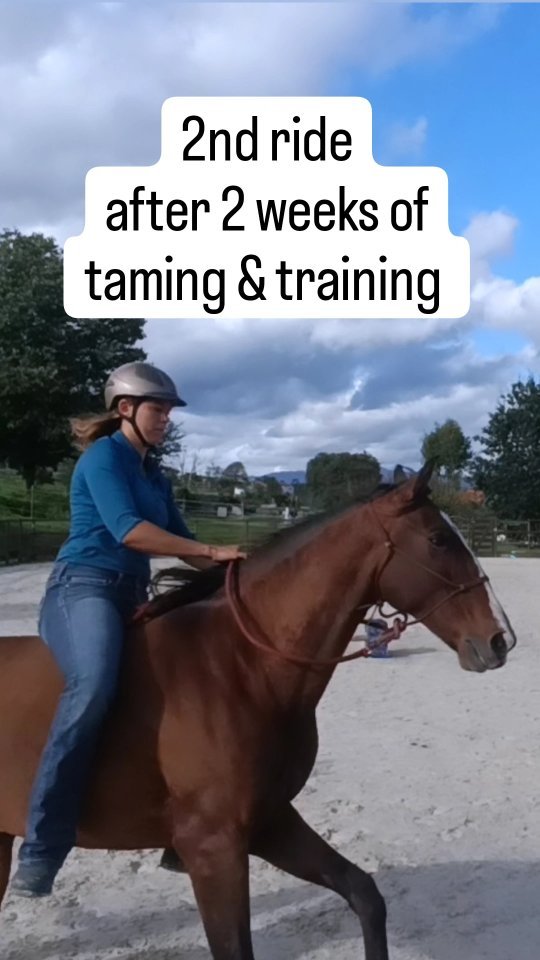 I've never felt safer on a young horses back when doing their first trots and canters than with Inteligente on her second ride after two weeks of taming and training.
I wasn't planning on asking for anything faster than a walk as I did not even have a bareback pad, let alone a saddle.
Anyway she's so sensitive and willing that she could feel what I was thinking about and offered me not only the trot but also the canter ❤️.
She will be an incredible riding horse!