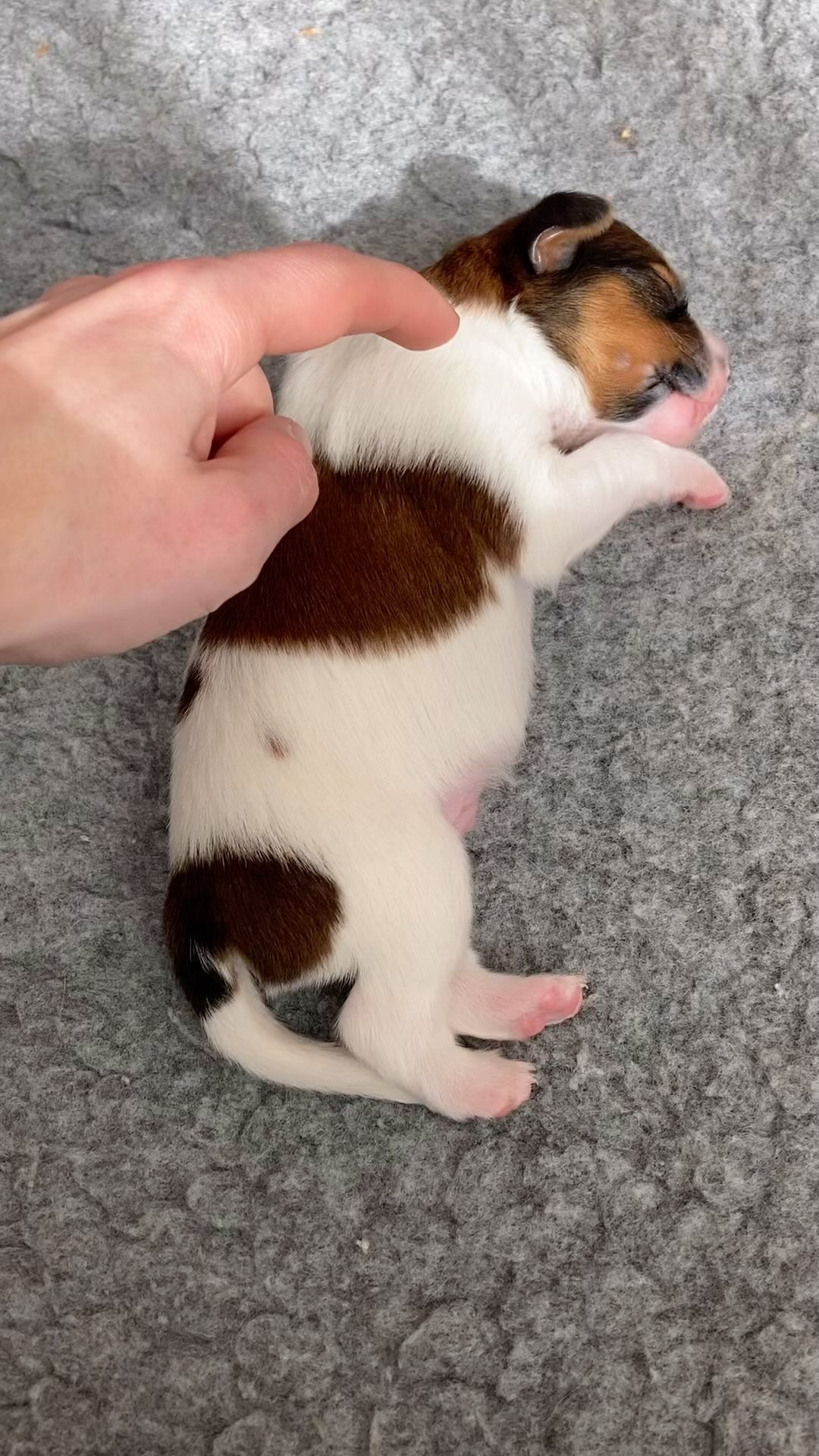 🐶❤️
#puppiesofinstagram #kooikerhondje #hetgooisforest