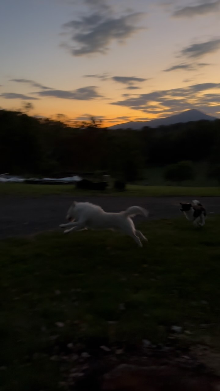 Do you think they know they’re home? (Holy sh*t we made it).