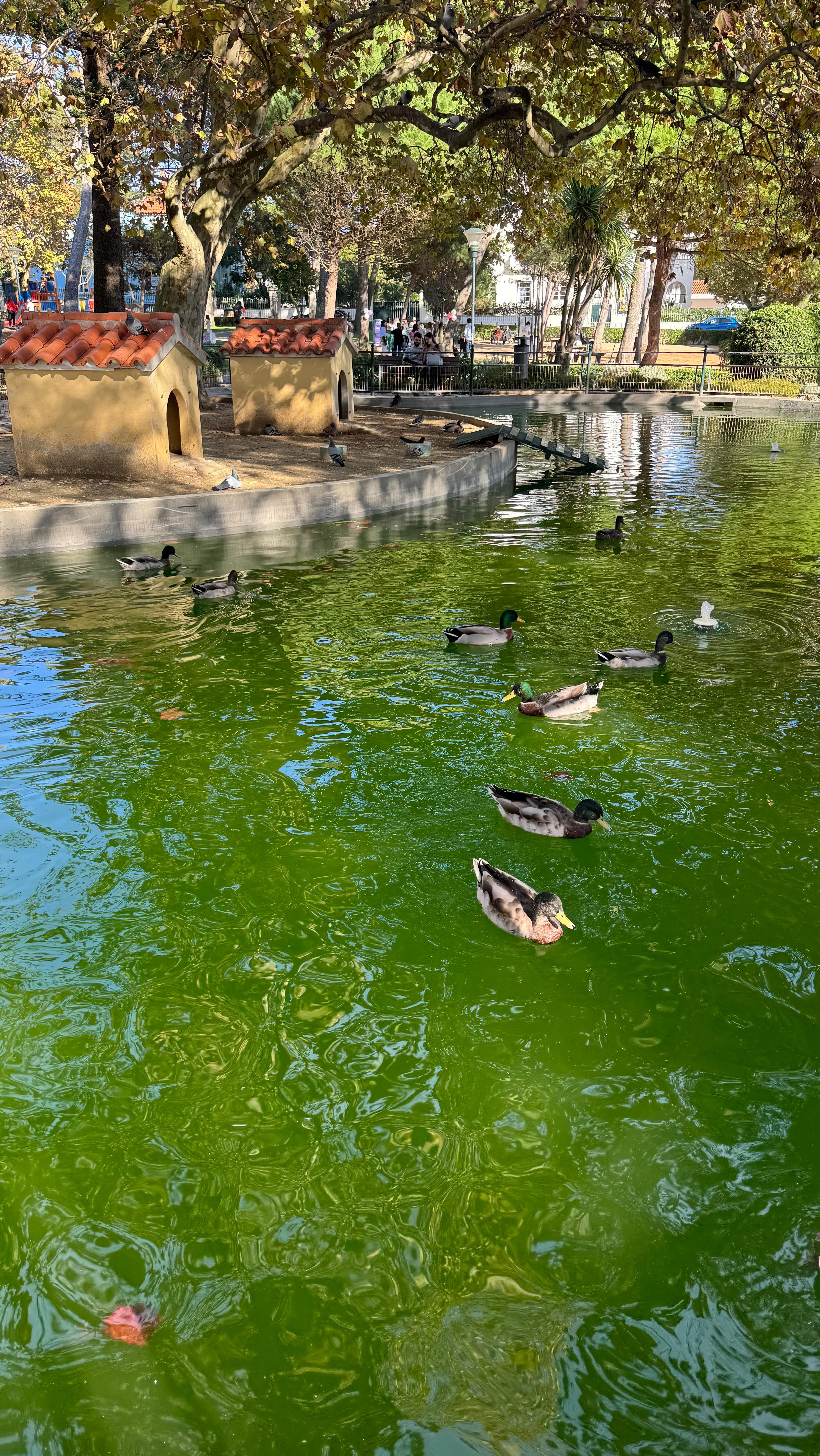 O encanto do Parque Morais no outono!
Mais conhecido por Parque dos Patinhos, fica mesmo do outro lado da rua. Já aproveitaste para desfrutar deste espaço especial antes ou depois das aulas?
#parquemorais #parquedospatinhos #aulasdeyoga #layastudio
The charm of Parque Morais in autumn!
Better known as Parque dos Patinhos, it is right across the street. Have you already taken the opportunity to enjoy this special space before or after classes?
#paredeyoga #yogaclasses #pilatesclasses
Info: +351 912070757