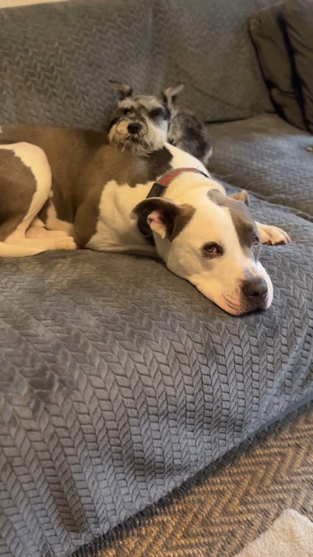 Brutus & @elvis.le.mini.schnauzer
#dogs #pitbulls #schnauzer