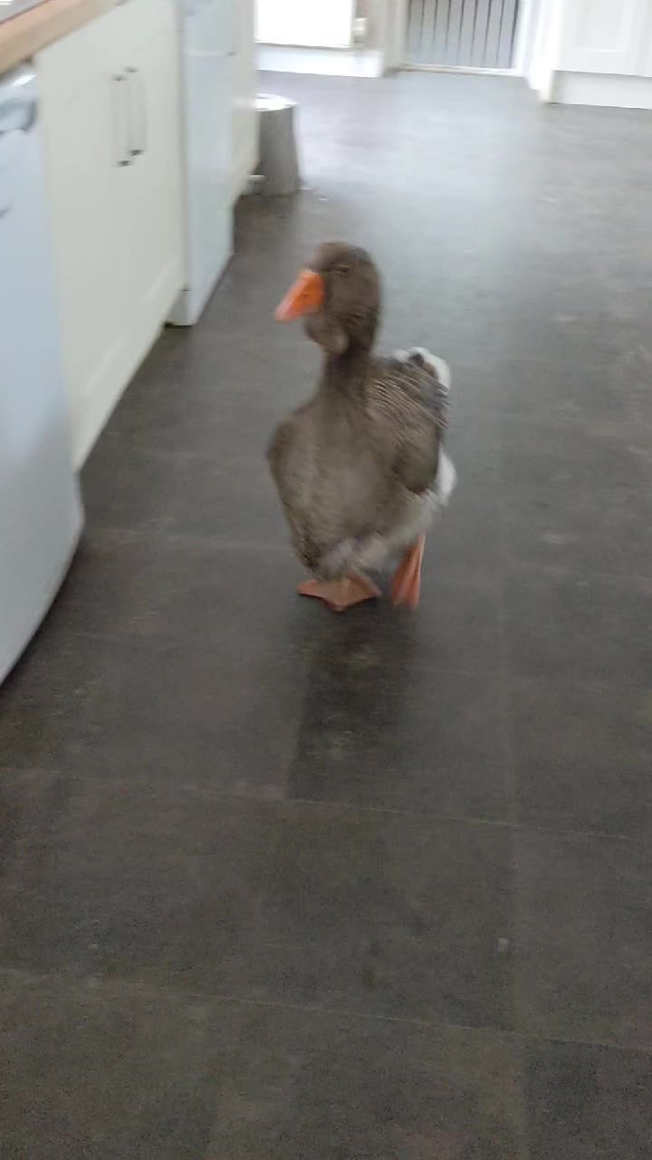 It's difficult enough to try and keep the house clean in this weather what with the dogs and cats coming in and out but now MA Goose joining in is just too much !!!