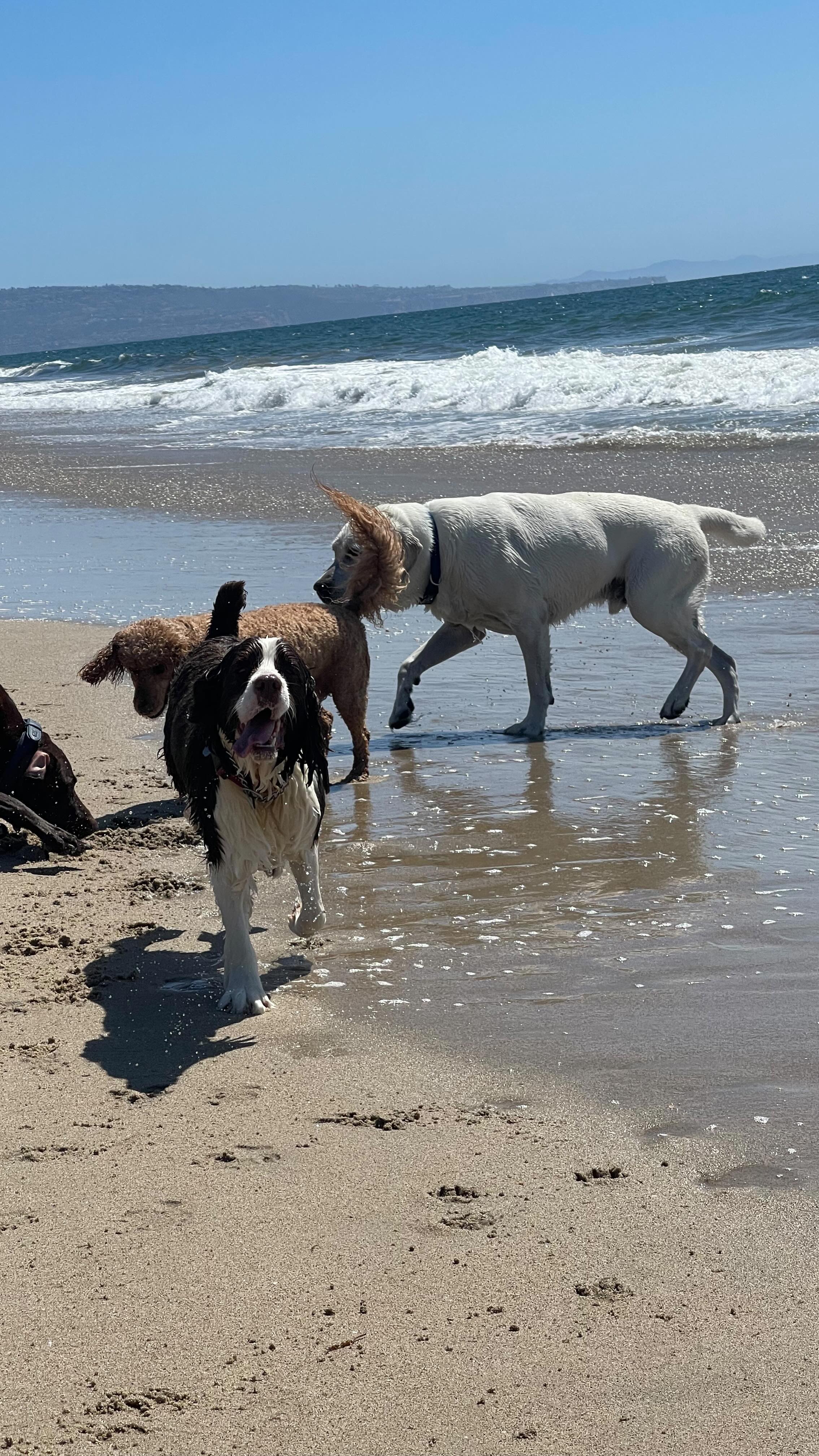 Beach life 🐶🌊
.
.
.
.
.
#dogwalkersofinstagram #doglover #dogwalkerslife #dogwalking #hikingla #packwalks #dogwalker #hiking #dogsofinstagram #lahiking #dogs #dogwalkerlife #dogwalkers #packwalk #dog