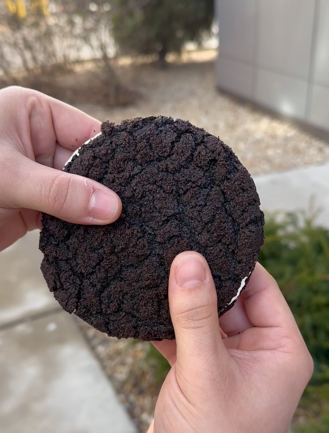 Check out our new soft and chewy Oreo creme cookie sandwich! Available at our beverly and Salem locations, also they are gluten free!