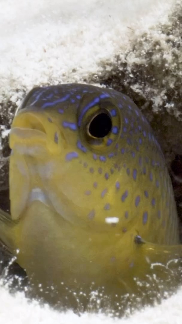 All these amazing little critters were filmed within a human body length. Hiding in the seagrass fringing the edge of the mangroves. It is easy to be distracted and focus on the big things when some of the most powerful stories are hiding within our own shadows! Filmed on a Red camera in a Gates underwater housing. @reddigitalcinema @gates.underwater @manggear @projectseagrass @nikonusa #red #critters #macro #reddigitalcinema #strange #alien #peoplearestrange #strangerthings #fish #crab #shrimp #seagrass #mangroves #scuba #diving #snorkeling #anemone