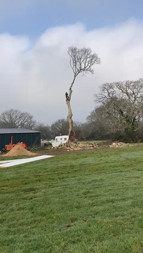 Sending Oak Top Branch