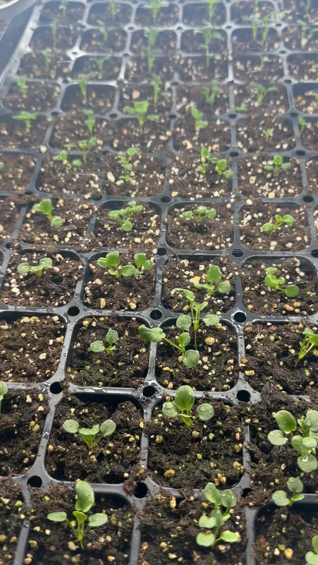 It’s definitely still winter here, but in my warm seed room, I get these moments of “ahhhh” every morning! If you turn up the sound and close your eyes, you can pretend it’s a sprinkler on a warm day. #wellgrownflowers #wellgrownfarm #localflowers #seedstarting