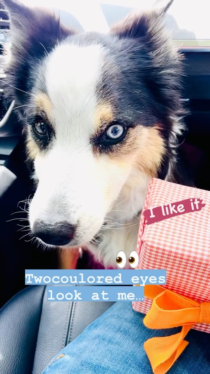 I even wrap some delicious doggie stuff 🐶
#geschenkstoff #wrapwithfabric #twocolouredeyes #bordercollie #reel #reelsinstagram