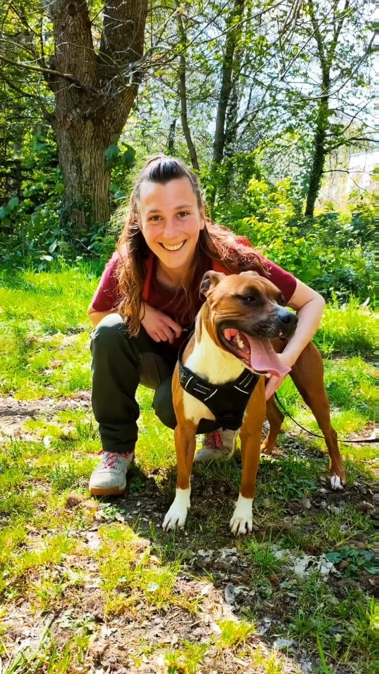 Ce petit réel pour vous partager une infime partie des toutous que j'ai pu accompagner et/ou que j'accompagne encore depuis le mois de janvier 🤍
Il manque pas mal de toutous mais ceux qui me connaissent, savent à quel point j'oublie tout le temps de prendre les boules de poils en photo 😅
Merci infiniment à tous les humains qui me font confiance pour les accompagner dans leur quotidien plus ou moins facile avec leur compagnon à 4 pattes !! Je suis ravie et reconnaissante d'avoir des familles aussi investies et impliquées dans tout ce que je leur propose, vous êtes au top !!! 💪🏻
#educateurcomportementalistecanin #educationcaninepositive #educationcaninebienveillante #educationcanine #eduquersonchien #dog #doglover #dogsofinstagram #spa #adopter #chienheureux #chiot #cute #cutedog #educateurcanin #comportemtalistecanin #positivevibes #rottweilersofinstagram #staf #staffy #malinois #shiba #bergeraustralien #bordercollie