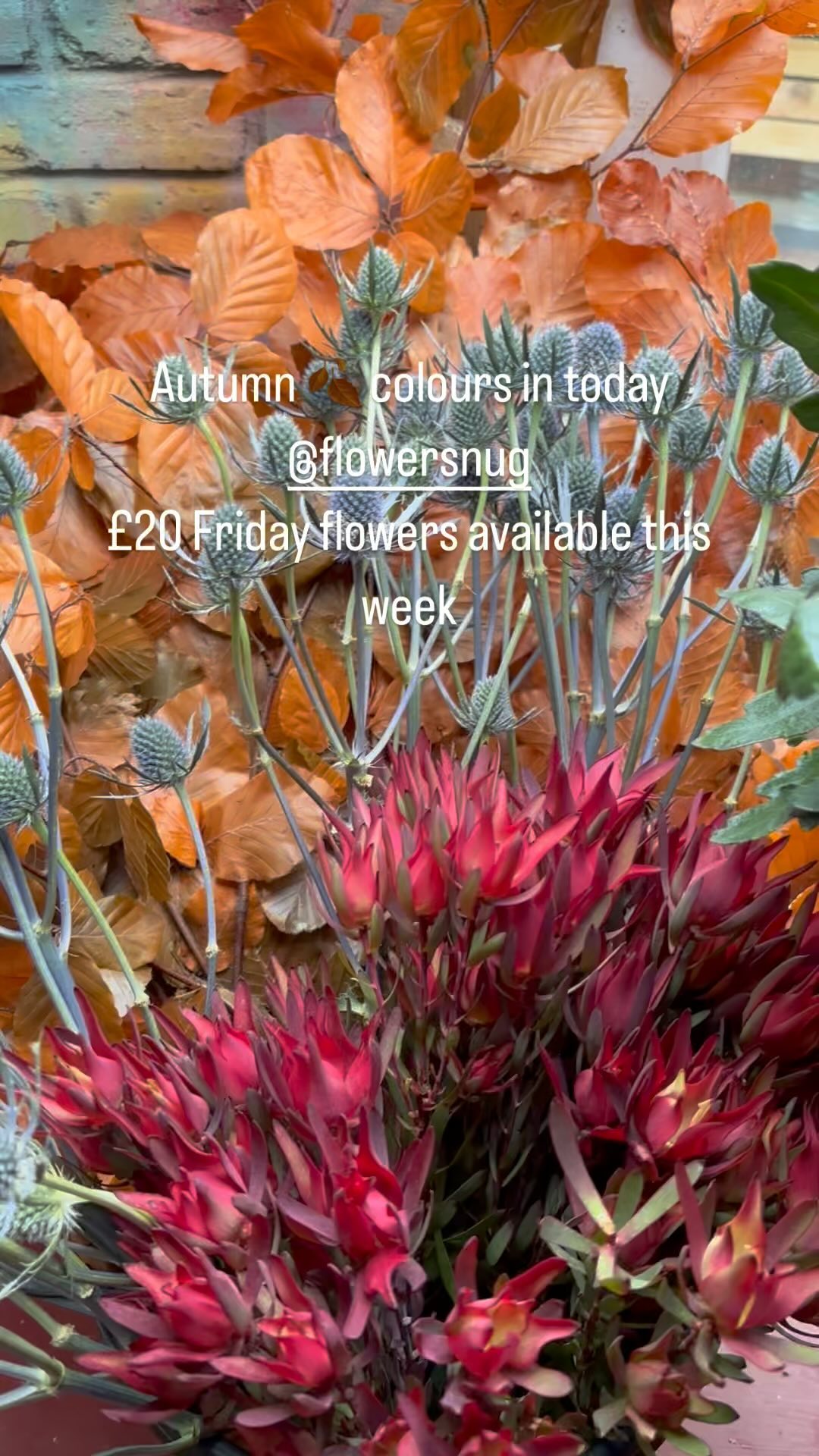 All the autumn 🍂 colours making me happy today
£20 Friday flowers available this week for collection or delivery 🚚
Contact @flowersnug