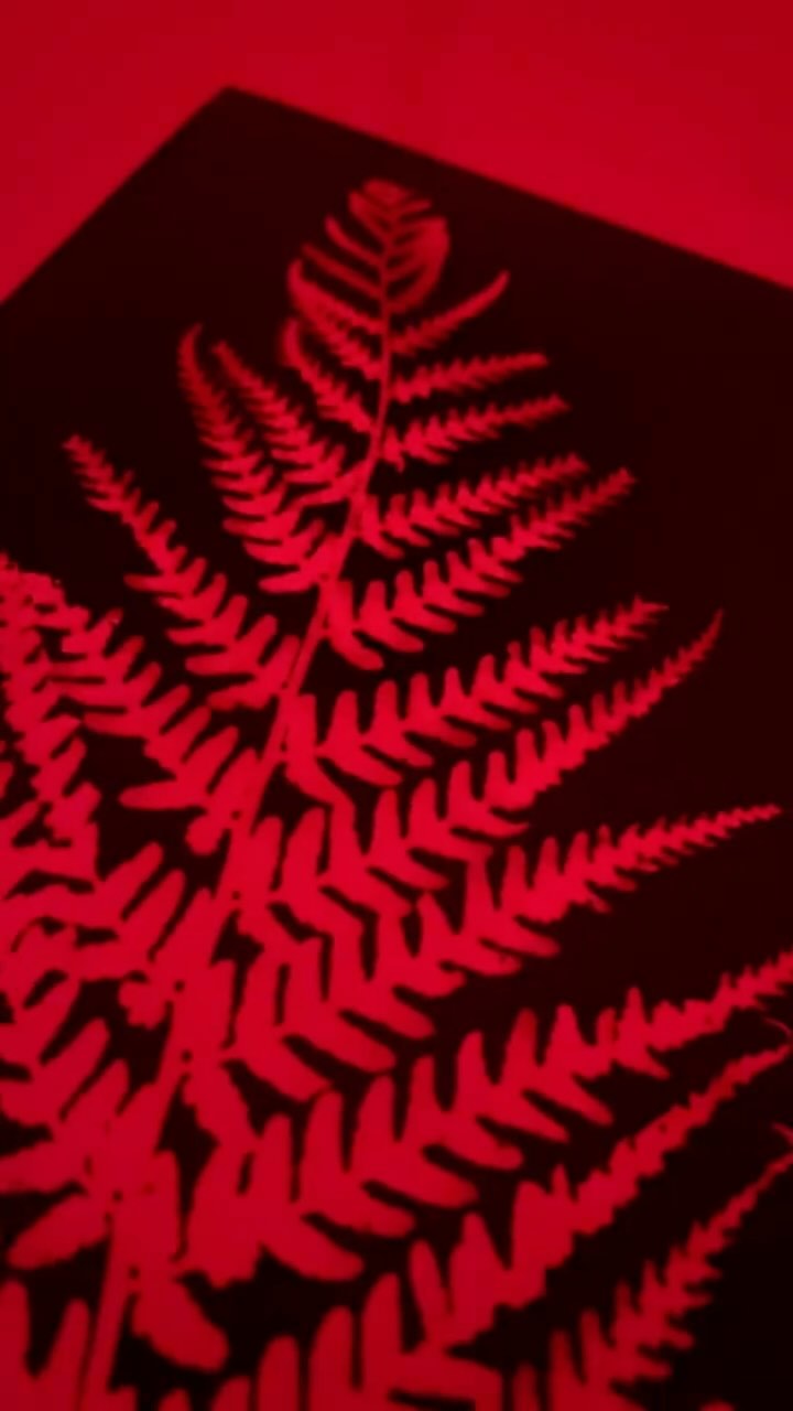 Photograms ✨
A lovely family of four came to learn all about photograms today! A cameraless technique, using light sensitive paper, objects, light & chemicals ✨
Our darkroom will remain open until 9th December before we move onto our next premises 👏🏼
New opening date TBC
#photograms #photogramworkshop #photography #cameraless #cameralesstechniques #cameralessphotography #photogram #blackandwhite #photographyworkshop #workshop #creativeworkshop #darkroom #suffolkdarkroom #darkroomsuffolk