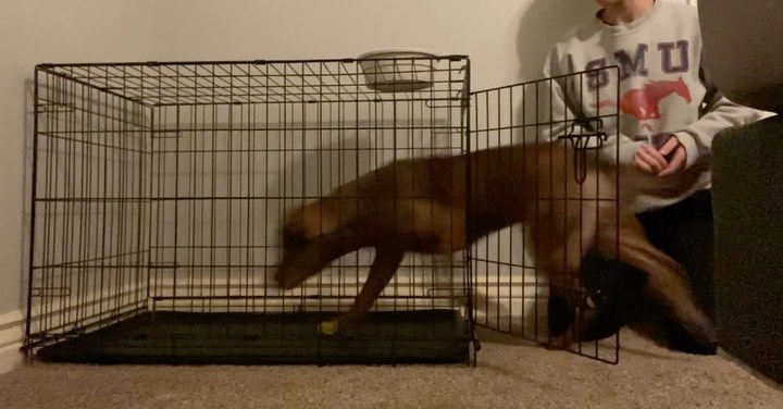 Crate games is a great way to get your dog to love going into the crate. Throw food into the crate to get the dog going into the crate. When your dog goes into the crate for the good throw them a huge party!! Once your dog understands that you will throw food into the crate and they must go into it to get the food make the game more difficult for them.
Increase the expectations! The dog must go into the crate themselves to get the reward. This will prevent the dog from going into the crate only if you throw food in it.
Once the dog gets to the point where it’s going into the crate on its own, add the word kennel.
If your dog is fearful of the crate, make sure you stay consistent with crate games daily and don’t give up. Over coming a dogs fear will help them become more adaptable to change in every day life.
‼️I throw food outside of kennel only for Leo to keep a rhythm going because he knows to wait at the kennel door. 🚫🚫If you are just starting crate games don’t do this!!!!🚫🚫 you want the kennel to be the only place they get food. You don’t want to reward outside of it.
#dogtraining #dogtrainer #dogtrainingtips #dallastexas #garlandtx #dogkennel #kenneltraining