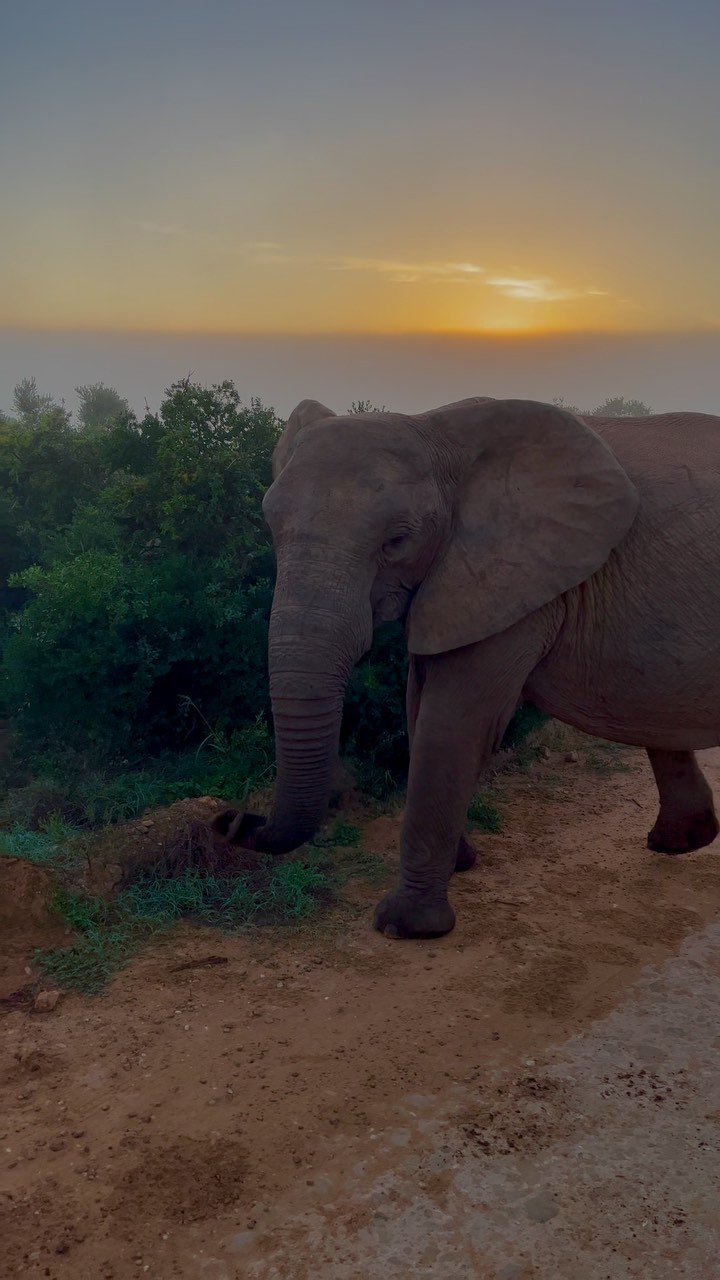 Such beautiful creatures, a fine example of why we must protect mother Earth for our future generations 🌍
Spotted while on an @addoelephantsafaris with @chopardherve & @matt_jack_2000
@easterncapetourism @meetsouthafrica
#blessings #nature #elephants #addoelephantpark #easterncapetourism