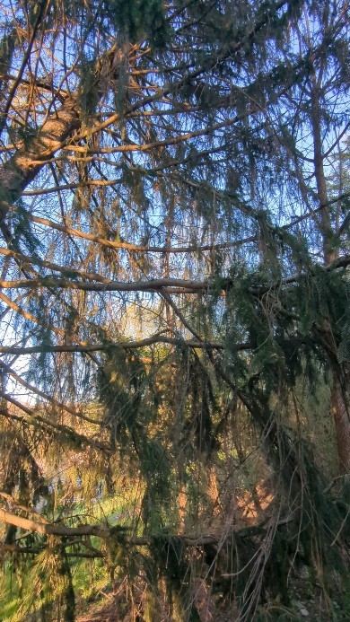 Uprooted and leaning over the neighbor's fence. #treeremoval #treeservice #treepruning #arboristsofinstagram #stumpgrinding