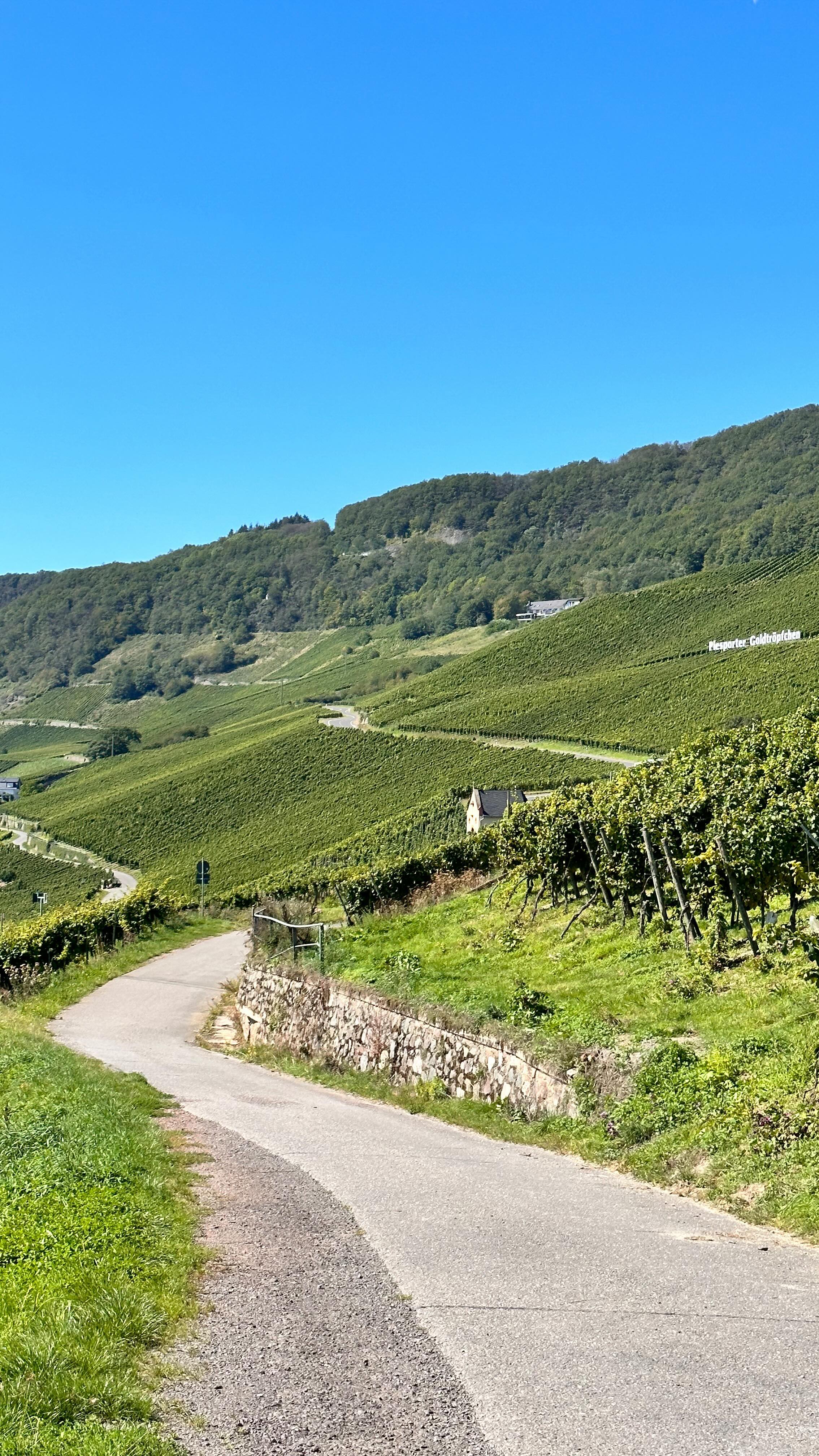 Do these Mosel views make you thirsty?
#winetours #winesofgermany #winetravel #mosel #riesling #grapeescapes #iloveyou