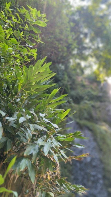 Los Chorro Waterfalls was incredible today! ☀️💚 Come and discover this 'off the beaten path destination' with us 🦋💧🌿
📍 Mangífera Hostel, Grecia, Costa Rica
Los Chorro fue increíble hoy ☀️💚! Disfrutamos mucho de este paisaje único 🦋💧🌿
#hostellife #hostelcostarica #travelcostarica #travelgram #hostelsoftheworld #waterfall #waterfalls #offthebeatenpath #mangiferahostel #greciacostarica #quebuenlugar #travel #waterfall #costaricacool #costarica #costaricawaterfalls