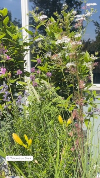 Een zonnige en BLOEMRIJKE dinsdagmiddag. Ontdek ons biodiverse assortiment vaste planten heesters en bomen! Kom langs en laat je inspireren, ons adviesteam staat klaar! 🍀