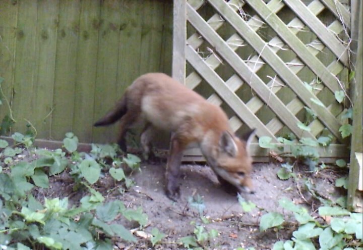 We have a fox den in our garden! 🦊❤️
Check out the enormous bird the fox cub is dragging into the den half way through!
Possibly not ‘enormous’ but I did check on the chickens after watching this - ‘Victoria Peckham’ is alive and clucking! 🐓👍 I think it’s a crow?
…Right, back to glaze testing
…maybe one more check of the camera! 🦊🐿️
#springwatch #urbanfaxes #squirrellphotobomber #glazetesting #glazewizards #studiopottery #potterylife #handmadepottery#madskillspottery #madskillscohort2024 #madskillspotteryapprenticeship