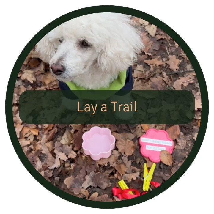 Want to let your dog make use of their brilliant nose? 🕵️♂️🐕 Here's a quick guide on how you can get started with creating a simple trail 🐾🐾🐾
1️⃣ Prepare Your Dog
Have your dog sit and stay.
2️⃣ Mark the Starting Point
Walk about two meters away from your dog and use e.g. a stick to mark the starting point of the track.
At this starting marker, place a few treats on the ground and lightly shuffle your feet to mix the scent of the treats with the ground and your scent.
3️⃣ Lay the Treat Trail
Place a treat directly in front of you and step on it lightly, embedding its scent into the ground. Then, place another treat in front of the first, stepping on it as well.
Continue this process, creating a trail of treats for about 50 meters. To make it more challenging as you go, you can reduce the frequency of treats to one treat every three steps.
4️⃣ Mark the End Point
At the end of your trail, place another stick to mark the finish. Surround this marker with a few treats and shuffle your feet to create a scent pool, similar to the starting point.
5️⃣ Release Your Dog to Follow the Trail
Lead your dog to the starting stick. Give the signal "track" to signal them to begin following the trail.
Allow your dog to move at their own pace, encouraging them as they pick up and follow the scent.
Tips for Success:
👉 Keep the initial trails short and simple to build your dog’s confidence.
👉 Gradually increase the complexity of the trails by adding more distance, changing the terrain, or reducing the number of treats.
👉 Always praise your dog at the end of the trail, regardless of their success rate, to keep the activity enjoyable and rewarding.
Eager to discover more? Signing up for an introductory session is a great step forward. We took a great course led by Monica from @gladajyckar Jyckar!