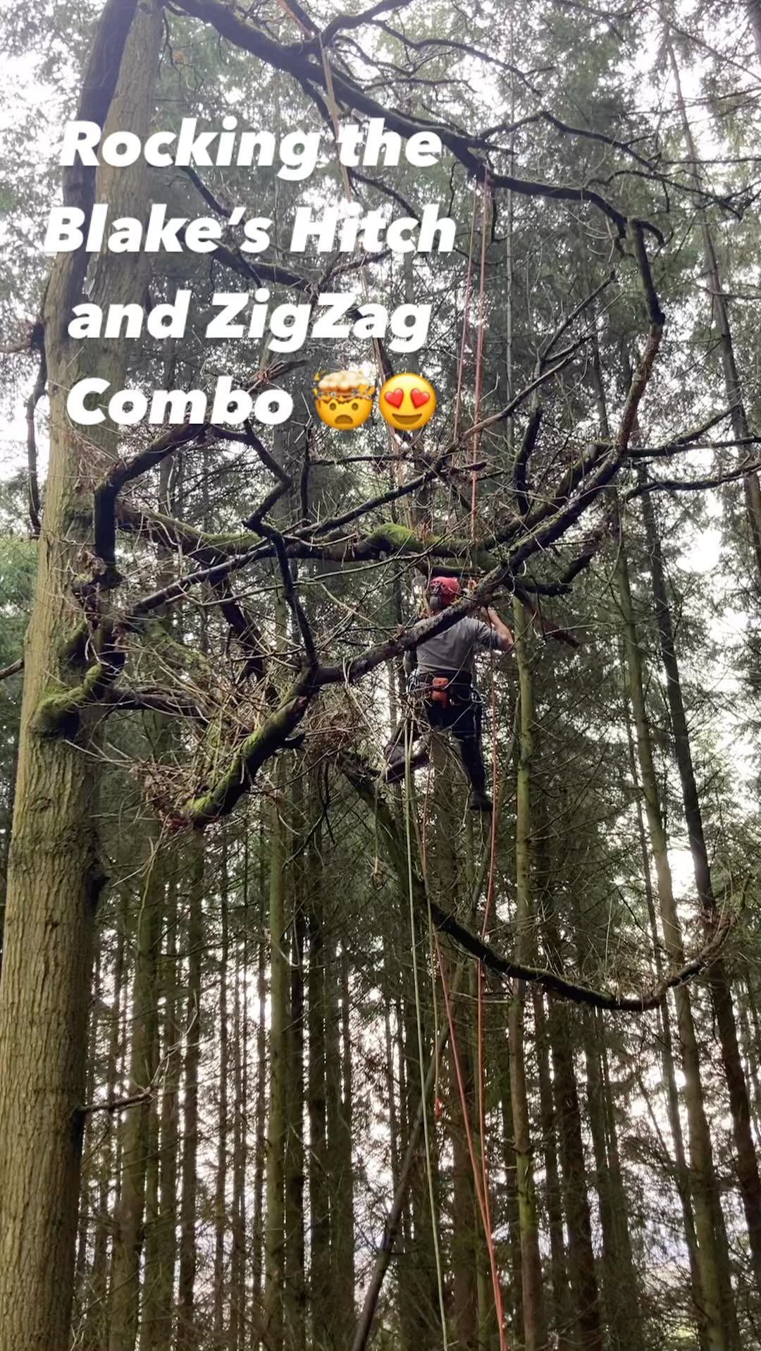 Pete Hewitt out preparing for his @cityandguilds NPTC Climbing Assessors Assessment next week π
Out on a limb utilising a Blakeβs Hitch tied on the opposite end of his ZigZag climbing setup and a Distel Hitch on his second climbing rope working within the guidance of Tech Guide 1: Tree Climbing and Aerial Rescue
#nptc #nptcassessment #arblife #arbtraining #arborist #oldbutgold #apprenticeship #arbapprentice #neverstoplearning #education #forestrytraining #arboristsofinstagram #treework #treesurgery