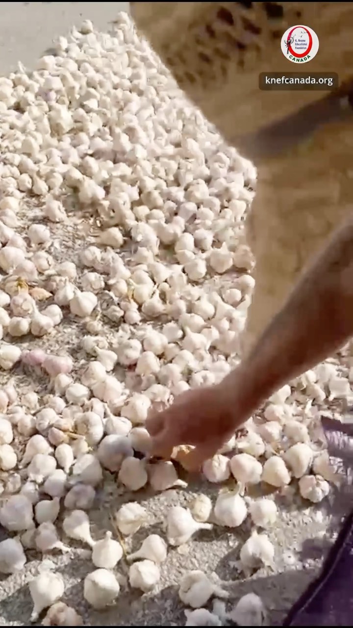 From the fields of KNEF Canada farms to your table! 🧄🍴 Our freshly harvested garlic is here, and we’re getting them market-ready by drying them off.
Follow @knefcanada
#knefcanada #farmtomarket #garlicharvest #urbanfarmer
