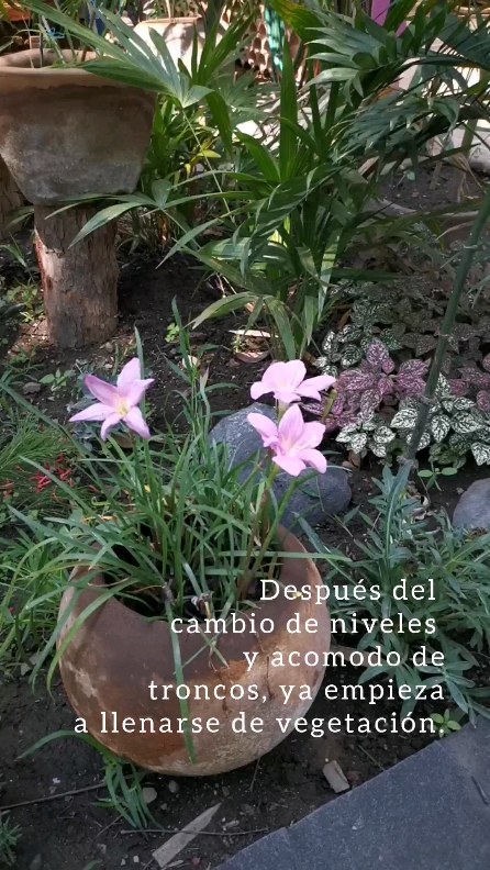 Avanzando con el fogatero del jardín de la @quinta_del_flamboyan
Quinta Flamboyan, Morelos
abril 2023
.
.
.
#hornotaller #proyectoshorno #landarch #paisajismo #cuautla #morelos #jardin