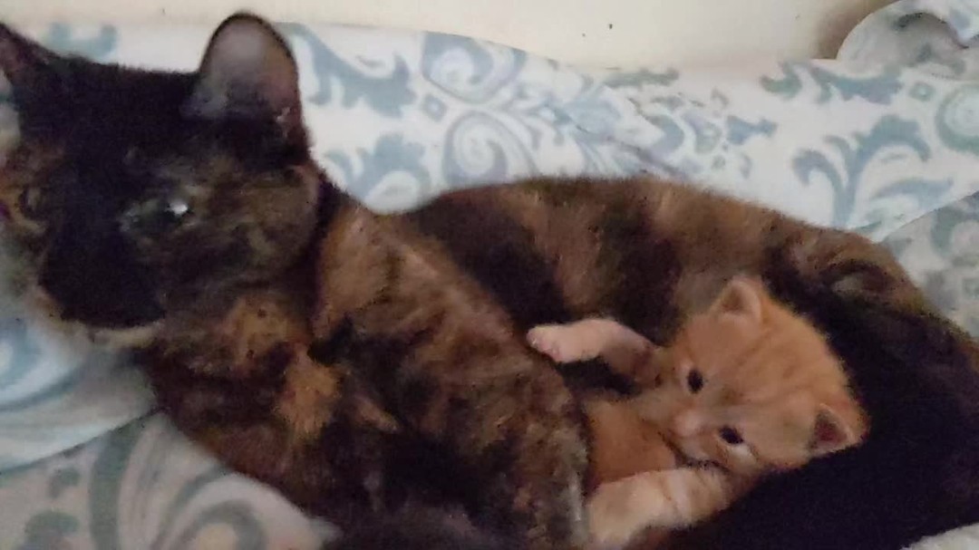 Oh the attitude of this little one, loving the sneeze so cute