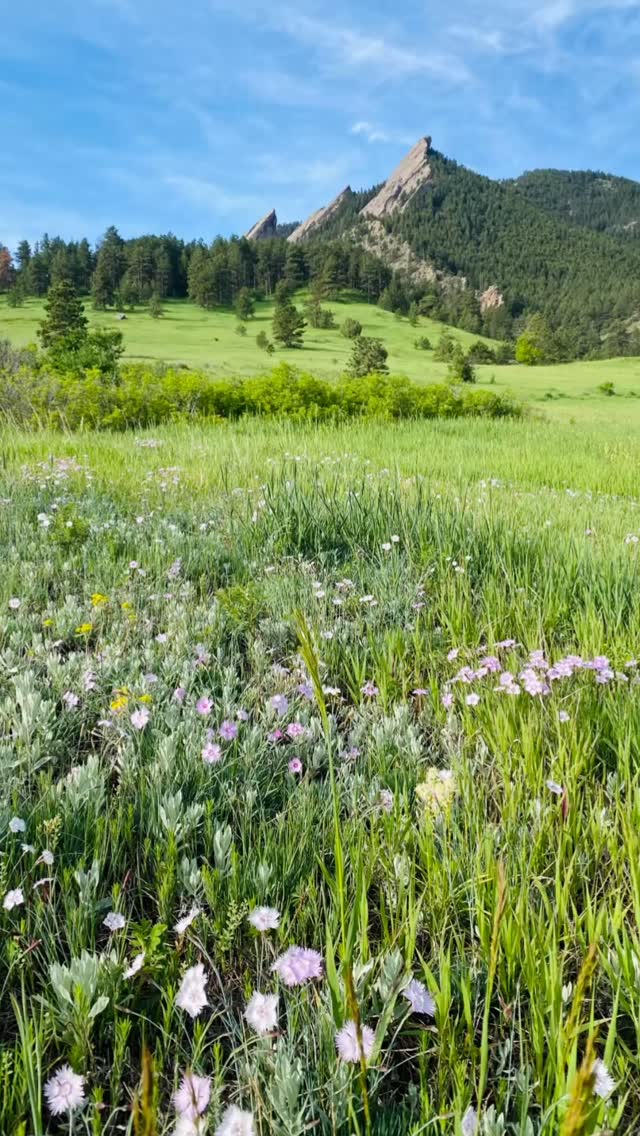 The most wonderful time of the year #boulder #colorado #nature #outside #wildflowers #happy