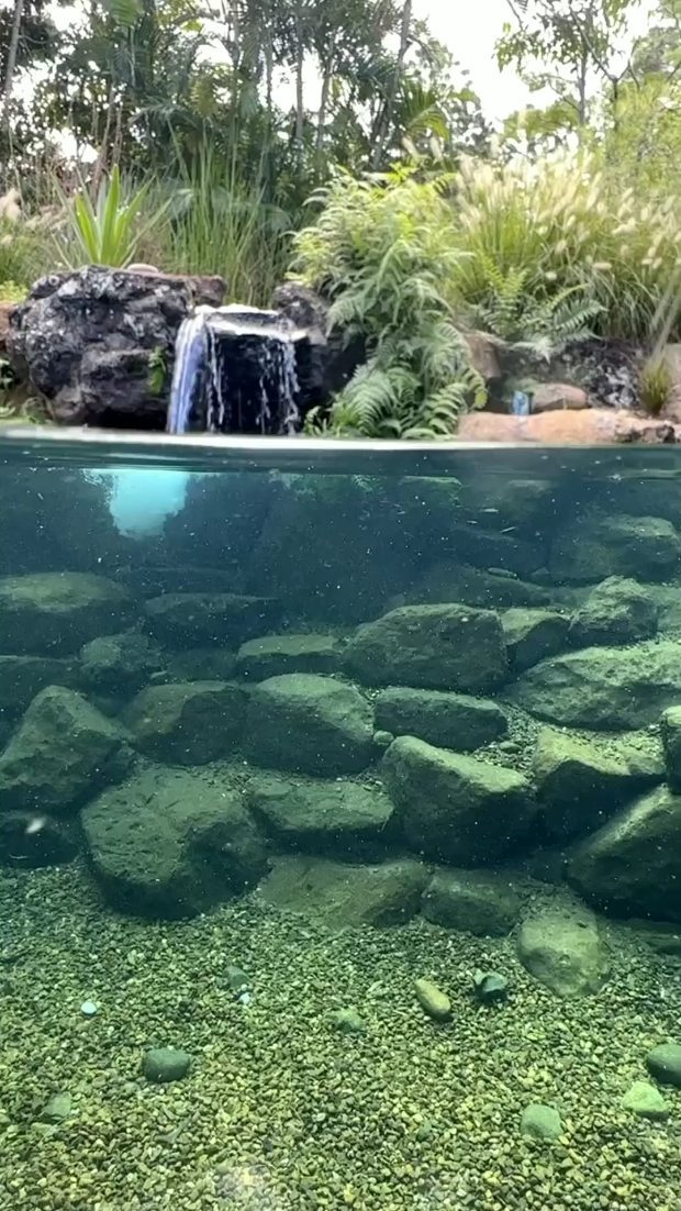 Recreational swimming ponds have crystal clear water without the use of harsh chemicals.