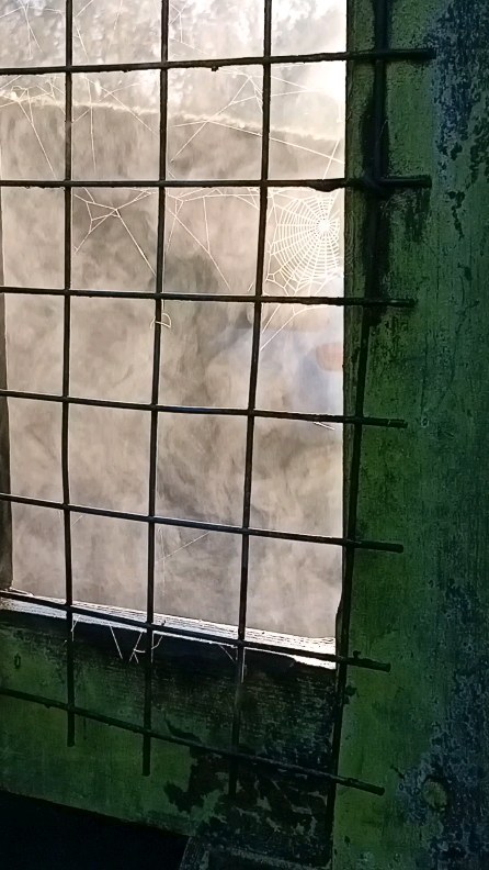 Spellbinding steam effect of the warm sun on frosty wet wood.