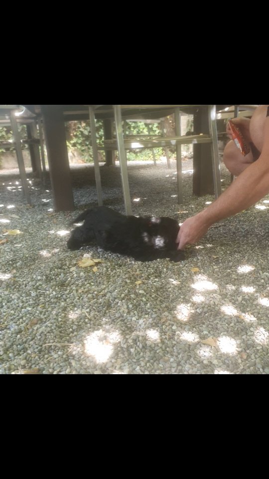 9-week-old American Cocker has fun hunting for truffles
#americancocker
#americancockerpuppy
#trüffelhund
#truffle