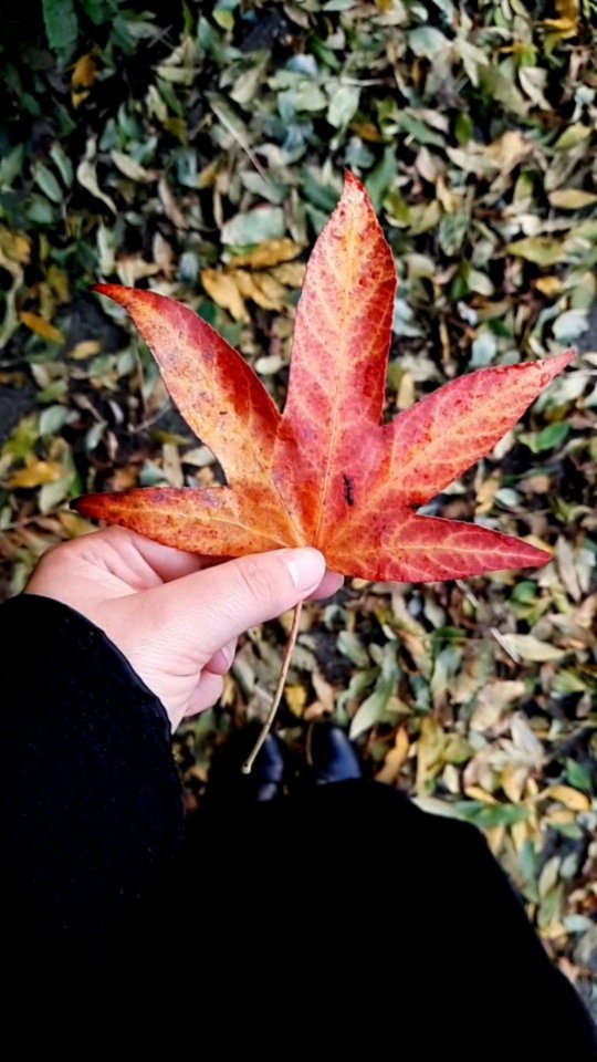 Autumn leaves of red and gold 🍁