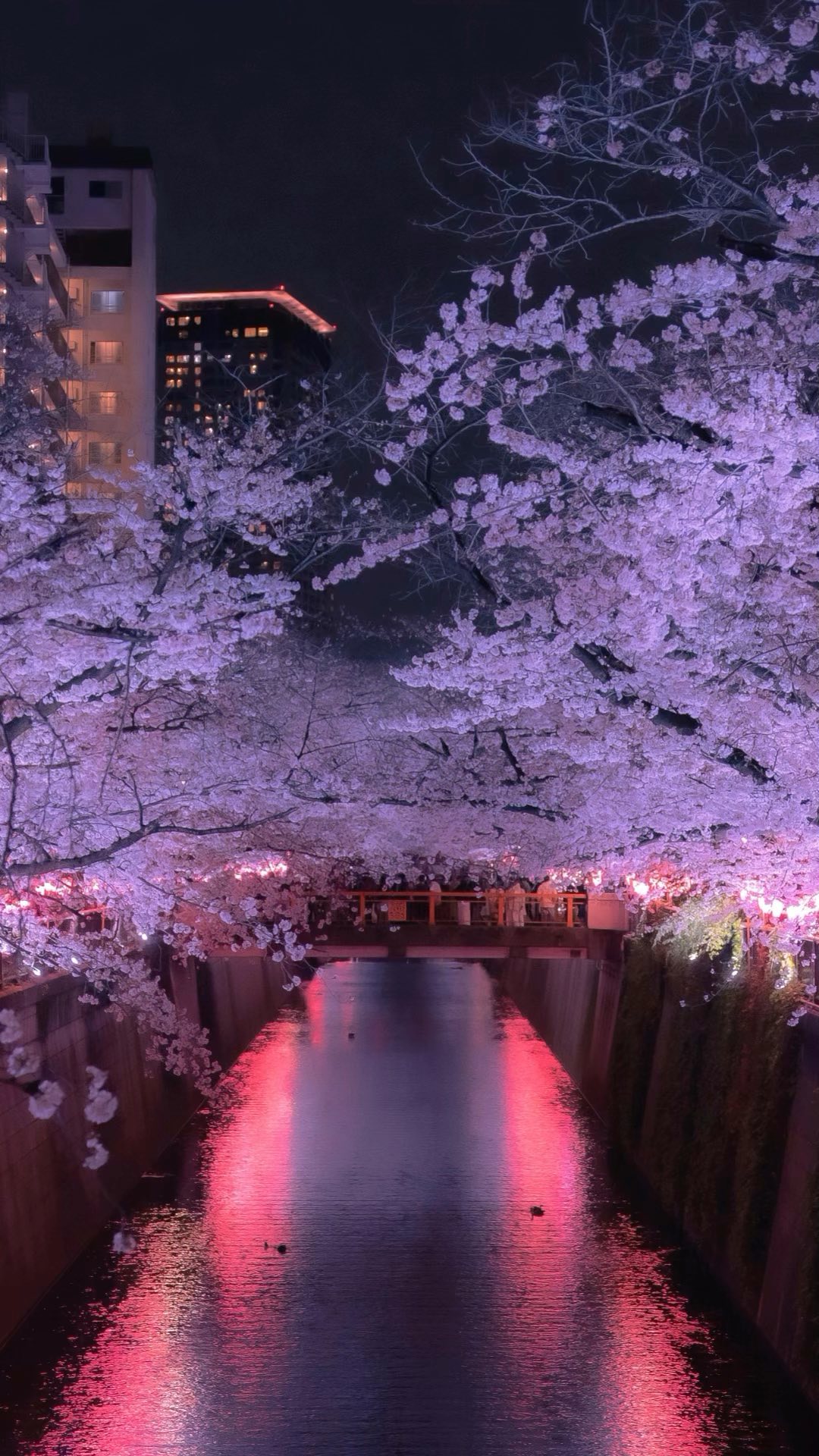 Wondering where to escape to this Spring?
From blissful beach getaways to Thailand and cherry blossom season in Japan, to catching some early summer rays in Southern Europe, we’ve rounded up the best places to visit for an enchanting Spring holiday.
Link in bio 🔗
#365Aviation #PrivateJet #Charter #DestinationGuide #Travel #Spring #PrivateJetDestinations