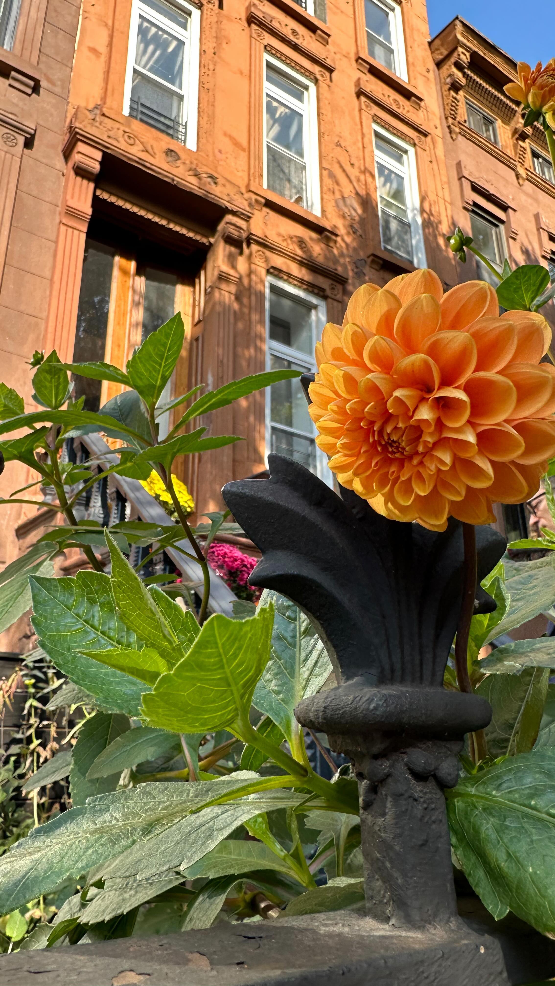 329 Hancock St 📍Bedford Stuyvesant ✨