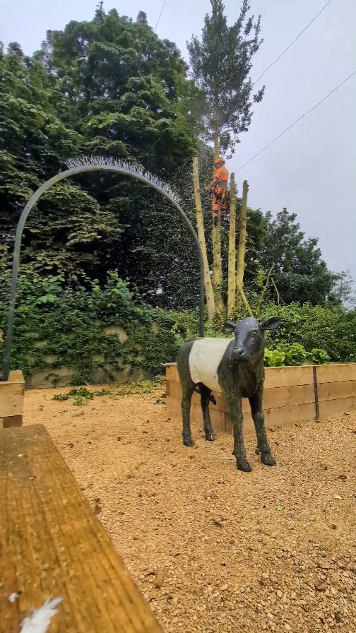 A little Holly dismantle in the rain this morning with an watchful customer 🪓🌳☔🐄 @callumcooper96 on the drag and tidy up 🧹
#treesurgery #treeremoval #treecontracting #andovertreesurgeon #hampshiretreesurgeon #winchestertreesurgeon #siteclearance
