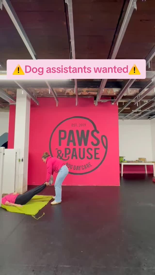We are recruiting!!!
#dogdaycare
#dogsofiglondon #dogdaycarefun # londonjob
#jobvacancy
#jobsearch
#jobswithdogs
#dogsofinstagram
