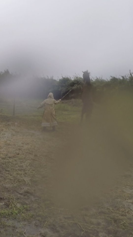 Day 1 with Inteligente - please excuse the quality of the video but the actioncam was the only one that could survive the rain and storm..
I spent quite a few hours with Inteligente on the day after she arrived because I needed to see how fast she can progress and if there's any chance that I could possibly take her together with Galeón to @quintalusitania next week where I'll be teaching education vacations.
In the beginning you can see some of her reactions to something or someone approaching or touching her head and at the end of the day she was already so much better that I could halter and unhalter calmly.