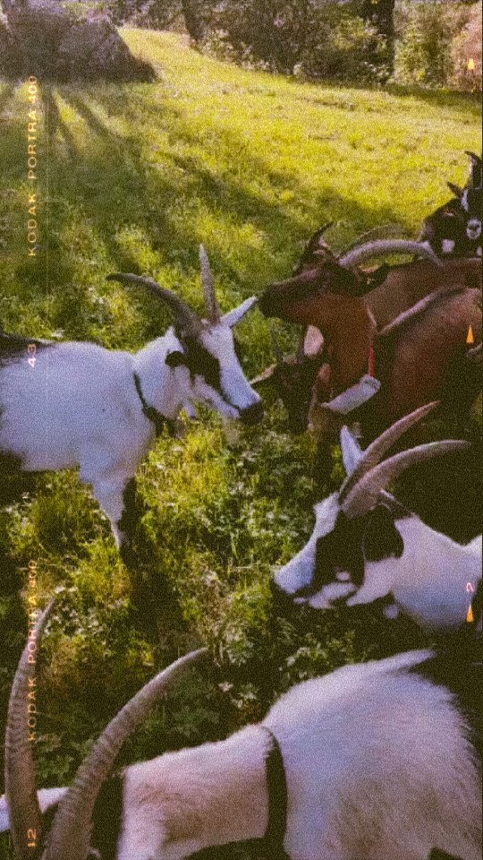 Auch dieses Jahr haben unsere Ziegen selber entschieden nach Hause zu kommen. Aktuell sind sie nun im Stall in Baltschieder und bald geht es nach St. German.
#brandeija #pfauenziege #goatlife #belalp