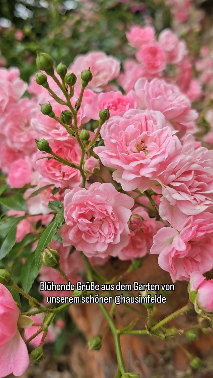 #Hausimfelde
#ferienwohnungen
#ferienappartement
#Fehmarn
#Albertsdorf
#Garten
#vogelgezwitscher
#bluetenmeer
#bluetenzauber
#urlaubammeer
#sonneninselfehmarn
#ostsee
#Radfahren
#surfen
#rennradfahren
#Wellenreiten
#Windsurfen
#kitesurfen
#foil
#Windsurfen
#gardentime
#Holidayappartements
#holidayattheocean
#Biking
#Balticsea