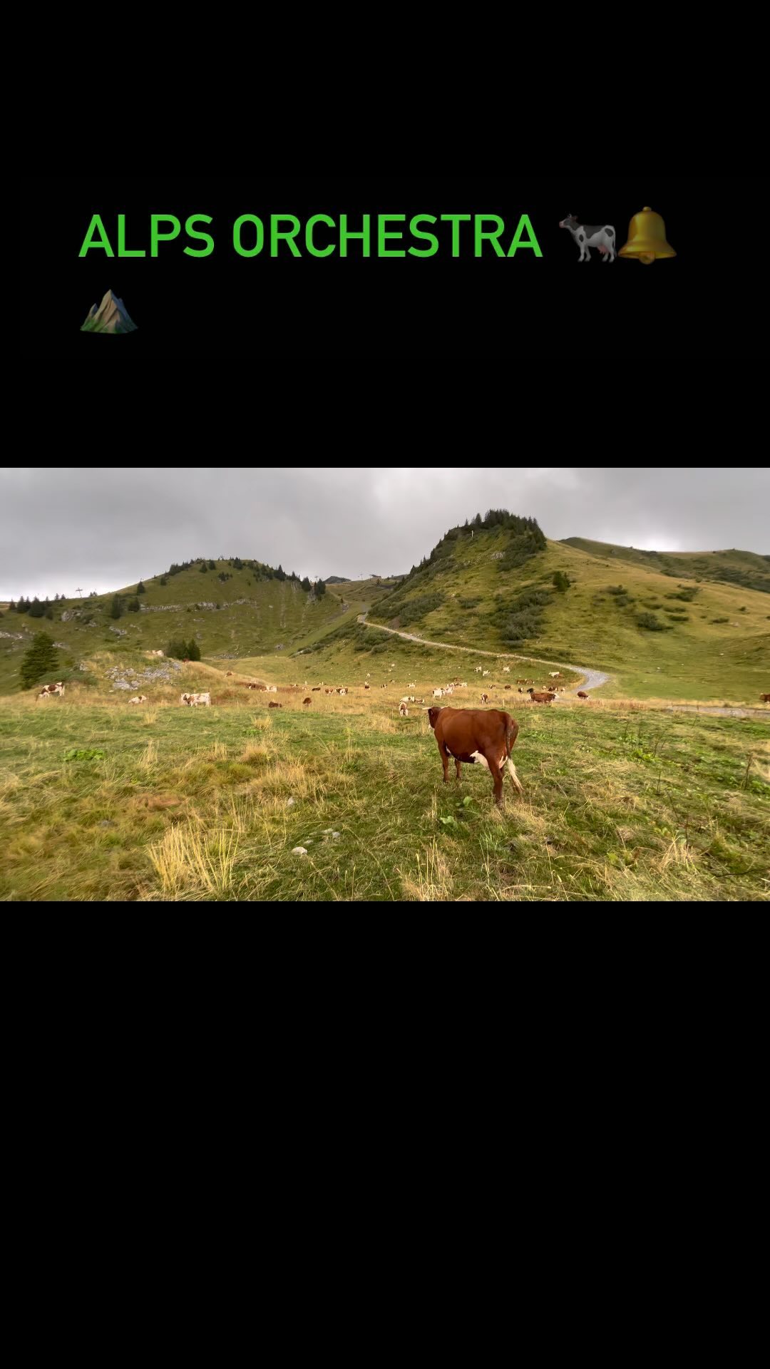The summer hiking soundtrack in the French alps. 🤩
#frenchalps #cows #coworchestra #mountains #outdoors #adventure #music #hiking #nature #fsgs #kidneytransplantrecipient