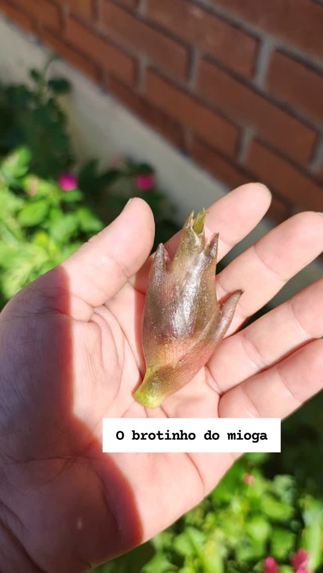 200 gramas de mioga picado
1 colher de sopa de açúcar
50 ml de vinagre
Sal a gosto
Meio copo de água
Ferve e coloque num vidro na geladeira.
O sabor? É suave com um toque de cebolinha e um leve amargo. O bom dele é a textura, crocante!
#mioga #panc #biodiversidade #receita #nutricaofuncional #antioxidantes