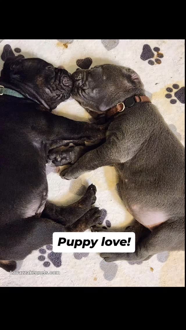 #canecorso #canecorsoofinstagram #canecorsofans #canecorsolife #canecorsolover #canecorsopuppy #canecorsoloversofinstagram #canecorsoitaliano #canecorsokennel #availablepuppies #canecorsopuppies #dogsofinstagram #rehoming #doglife #akcgrandchampion #dogoftheday #doggo #doggram #doggyeyes #cuteanimals #cutedogs #dogloversofinstagram #dogkennel #dogbreeder #akcshowdog #akcchampion #AKCshow #AKC