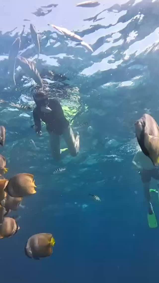 Simply indescribably beautiful underwater world.
#underwaterworld #beautyful #snorkeling #nusapenida #bali #holiday