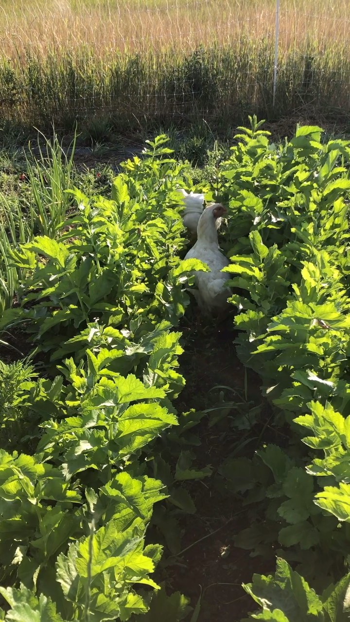 Chickens in the garden collecting grasshoppers for me. They love the snacks.
#farming #sustainablefarming #farminglife #naturalfarming #farmingpics #regenerativefarming #smallscalefarming #biodynamicfarming #familyfarming #farmingagphotos #ecofarming #womenfarmers #womanowned #womeninag #farmerlady #familyfarm #soilbuilding #pastureanimals #smallfarm #smallagriculture #feedingcommunity