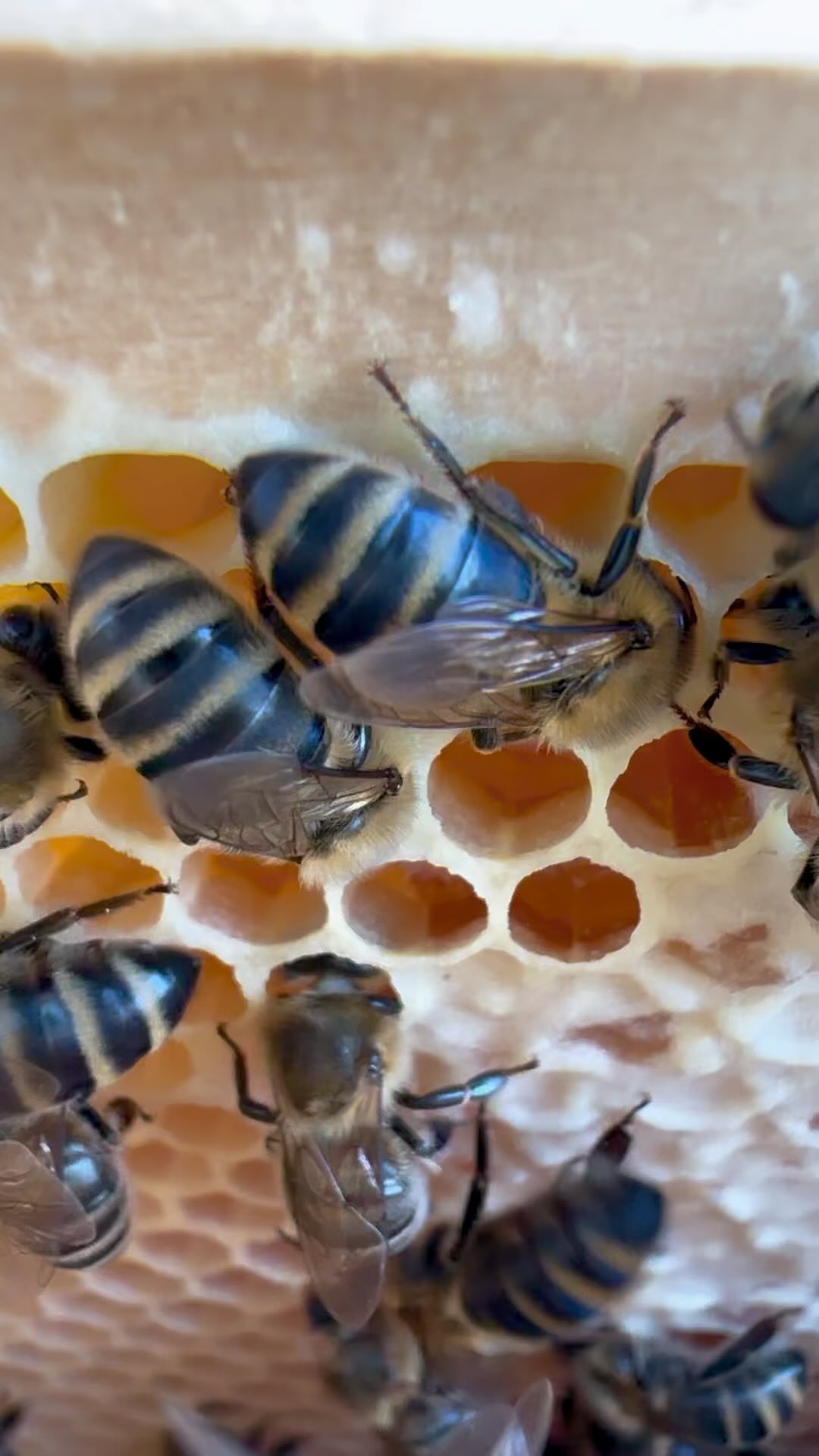 🐝 Blick in den Bienenstock – die Welt der fleißigen Honigsammlerinnen! 🍯
In unserem Video nehmen wir euch mit in den Honigraum eines Bienenstocks. Hier tragen die Arbeiterinnen, die fleißig durch die Natur fliegen, den gesammelten Nektar ein. Dieser wird im Stock zu Honig verarbeitet. Sobald der Honig reif ist, verschließen die Bienen jede Wabe mit einer dünnen Wachsschicht. Das nennt sich “Verdeckeln” – ein Zeichen dafür, dass der Honig haltbar und bereit für die Ernte ist.
💡 Wusstest du? Eine einzelne Honigbiene produziert in ihrem ganzen Leben nur etwa einen Zwanzigstel Teelöffel Honig! Dafür braucht es zehntausende Arbeiterinnen, um einen einzigen Bienenstock mit Honig zu füllen.
*
*
#Bienenliebe #BioImkerei #HonigAusÖsterreich #Imkerinnen #ÖsterreichischerHonig #RegionaleProdukte #NachhaltigeImkerei #Bienenwissen #HonigErnte #Honigliebhaber #Honigprodukte #NaturPur #Bienenvielfalt #Umweltfreundlich #Bienenretten #Wabenbau #Bienenstock #Artenvielfalt #Handwerk #LokalerHonig #Imkerhandwerk #Honiggenuss #Ökologisch #Naturbelassen #Bienenwunder #honigraum #honig