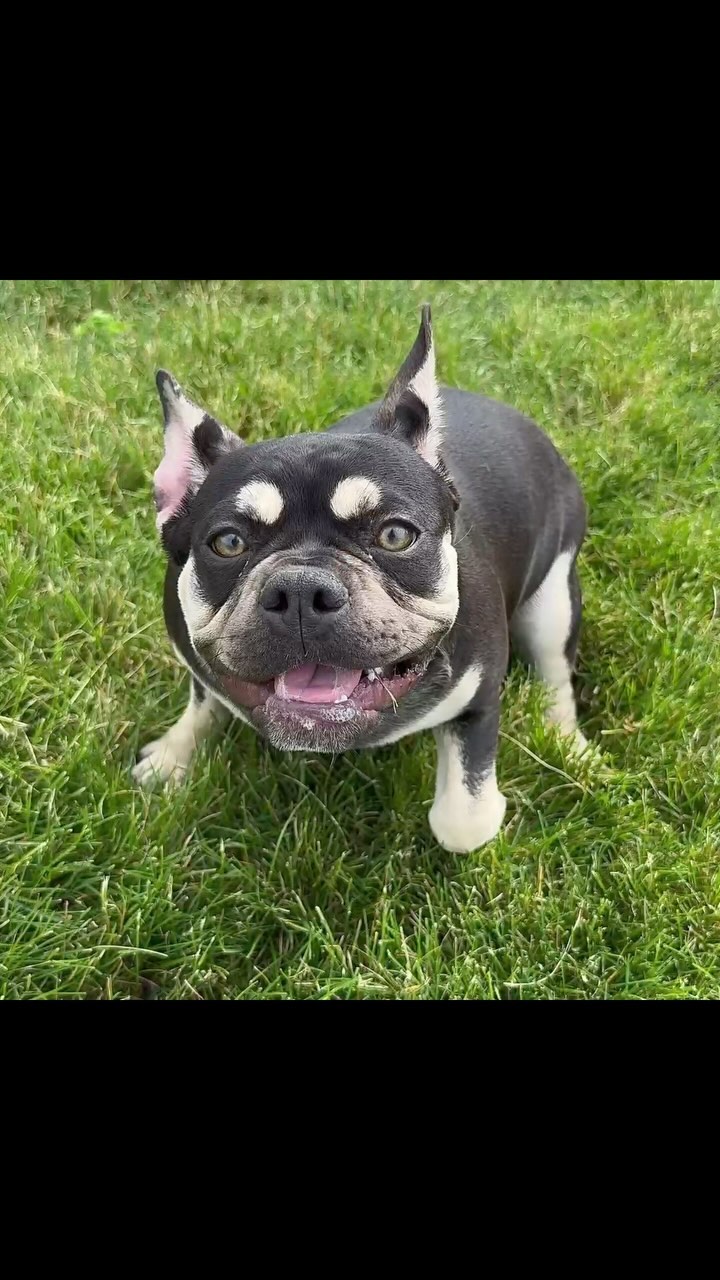 MISS LELA IS JUST THE ABSOLUTE SWEETEST!! She is looking for her FURever home and we just KNOW the perfect family is out there! If you are interested in Meeting little Miss Lela call or text us today! (574)354-8783 or visit www.pawprintcompanions.com
.
.
#frenchbulldog #frenchbulldogpuppy #frenchbulldogpuppies