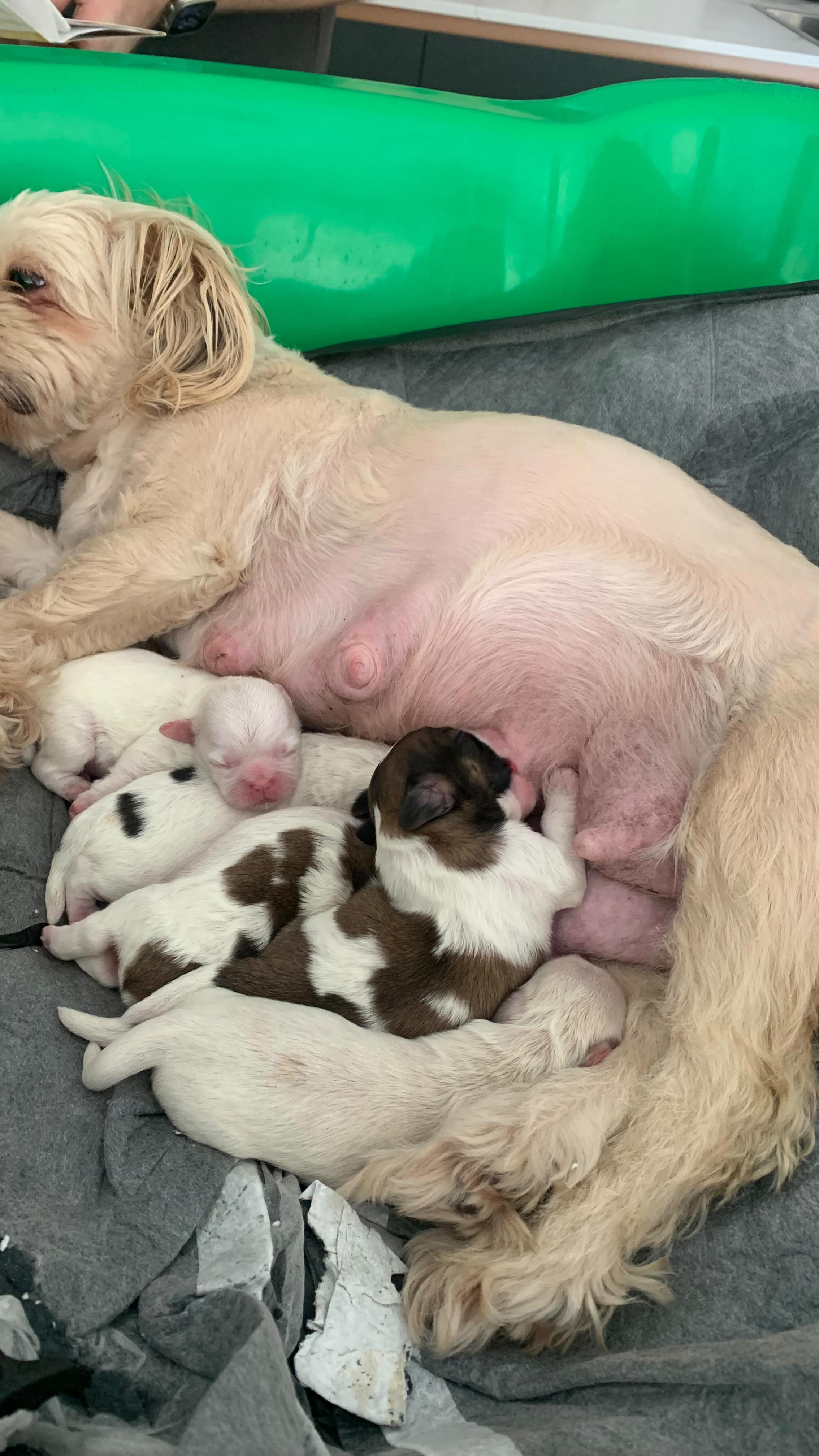 ๐ถ Bailey the Shih Tzu gave birth to a litter of 5 puppies last week. Dr Nell and nurse Jess went to check on both mummy and babies to make sure they are all healthy. ๐ฉบ๐ Look at how peaceful they are next to mummy! ๐ดWell done Bailey! You are such a wonderful mum! ๐ฅฐ