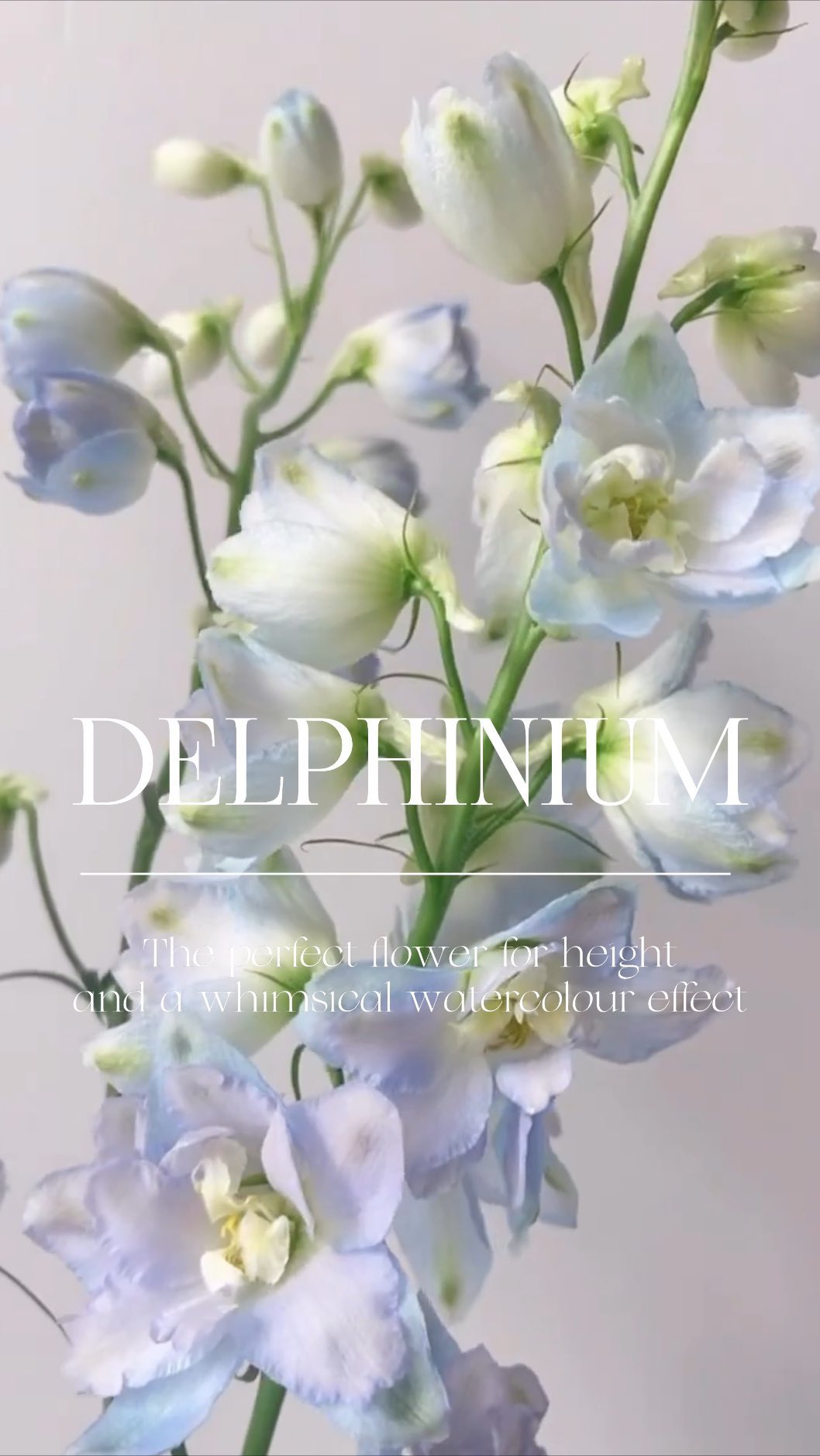 DELPHINIUM
The perfect flower to bring some height, variety and whimsical colour to your wedding palette.
These stems have such a beautiful watercolour quality to them. Almost as if they were plucked straight out of a Monet painting.
So excited to work with these beauties this weekend!
.
.
.
#ottawaweddingflorist #ottawawedding #delphiniumflower #weddingflowerrecipe #flowerrecipe #favouriteblooms #thegatheringeventco #tgecweddings #floweroftheweek
