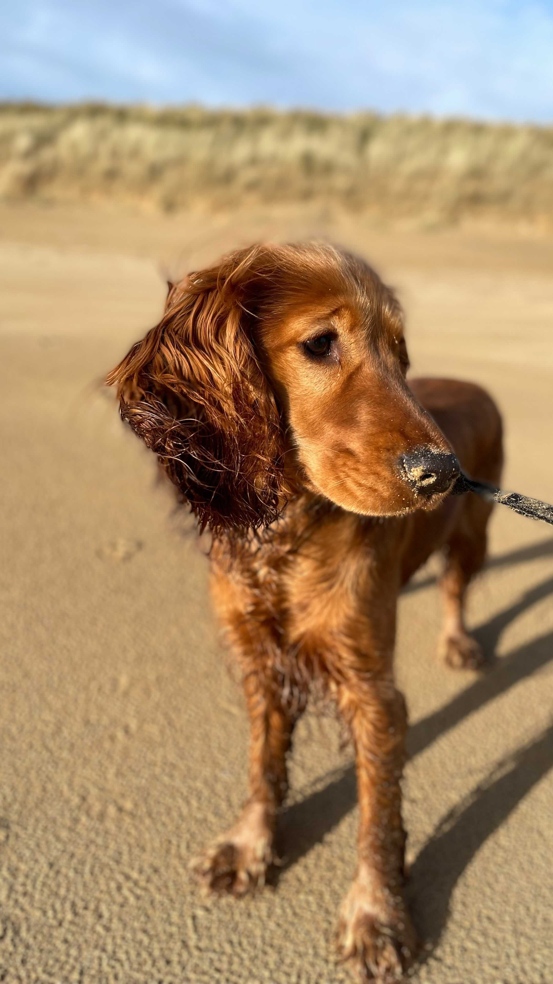 Wag your tail and spin around in circles if you’re excited when you see your favourite humans! 🐾 🐕
Daddy’s home after his trip to Mexico. We missed you @louisfields13 🇲🇽 💕
#dogsofinstagram #dog #fullheart #wholesome #love #puppy #pup #puppygram #puppiesofinstagram #cockerspaniel #cockerspanielsofinstagram #goldencockerspaniel #homesweethome #doglover #dogsworld